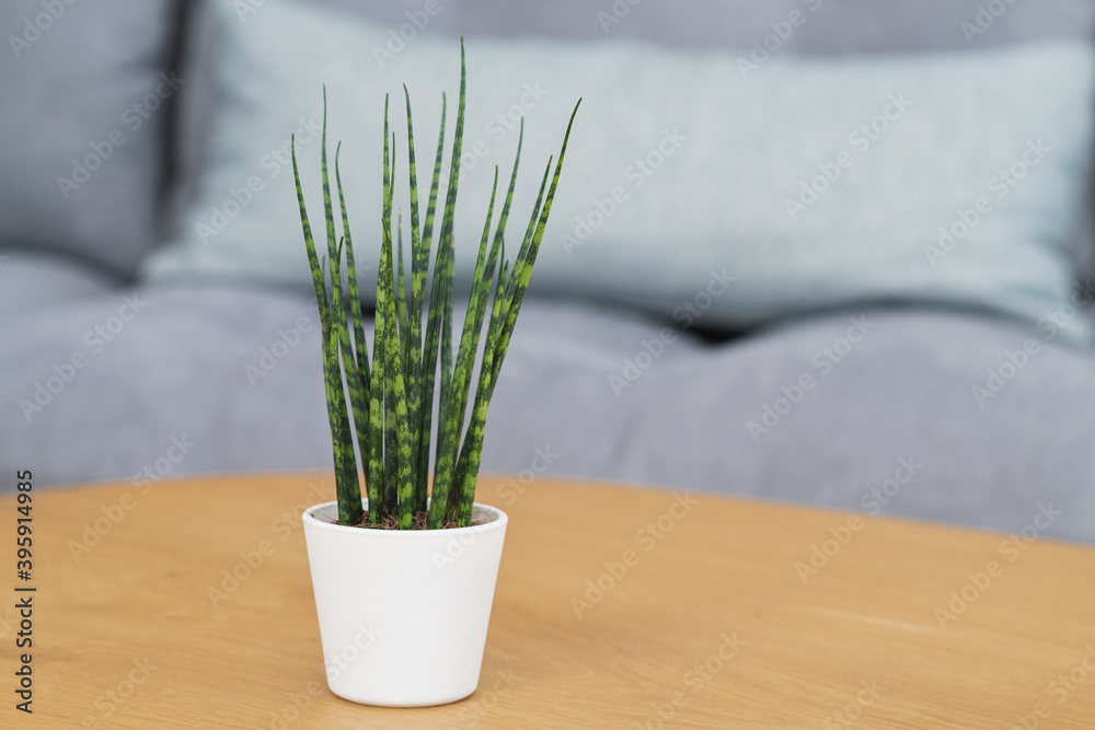 Sansevieria Fernwood Mikado (snake plant) plant in modern interior house