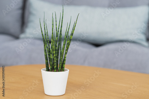 Obraz na płótnie Sansevieria Fernwood Mikado (snake plant) plant in modern interior house w salonie