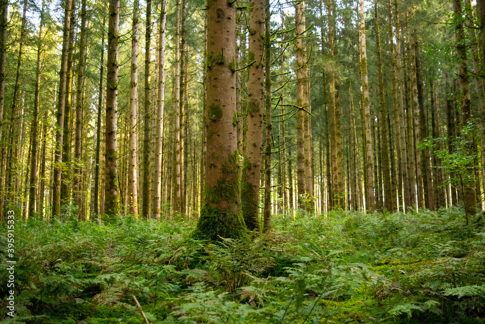 Beautiful summer forest in south Germany with fern covering the floor under huge pine trees Beautiful summer forest in south Germany with fern covering the floor under huge pine trees