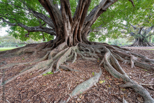 An old fig tree on Macquarie Road on edge of public Royal Botanic Gardens, Sydney, Australia. 