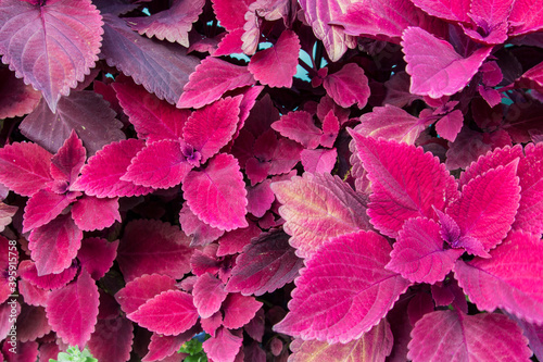 Bright red and burgundy leaves of a beautiful Coleus plant. 