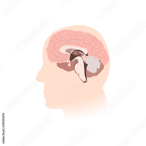 Inner brain. Man, human, adult head silhouette. Vector medical illustration.