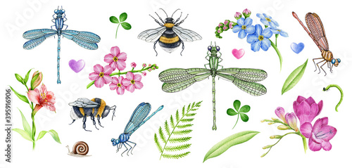 Garden flowers and insects watercolor illustration set. Hand drawn freesia, bumblebee, bee, dragonfly, forget-me-not flower elements. Meadow countryside nature realistic element collection.