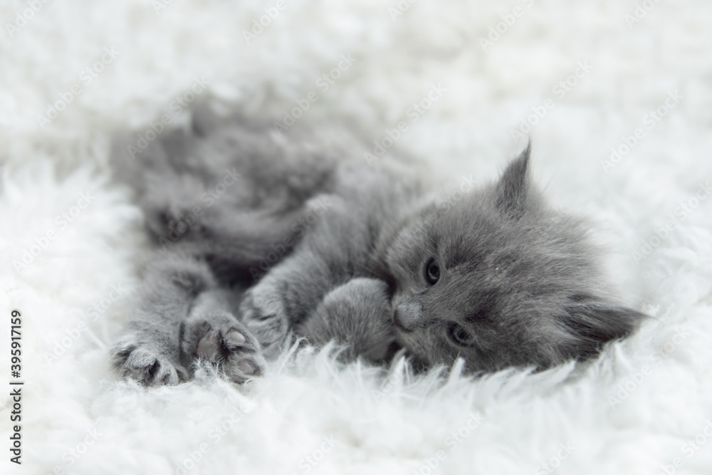 ittle cute gray kitten cat briton sitting on a white background