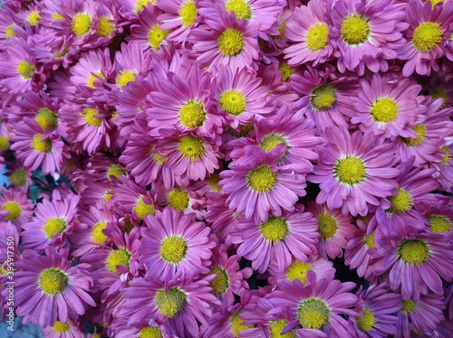 chrysanthemum flowers