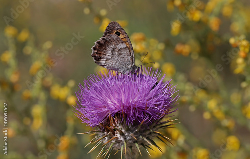 Levantin lying witch butterfly / Pseudochazara pelopea photo