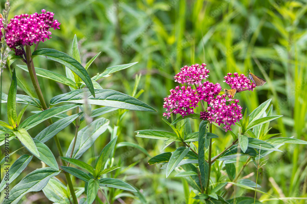Fototapeta premium Swamp Milkweed with small butterfly feeding on it. The plant is a hardy perennial that gardeners often use to attract butterfly and hummingbirds.