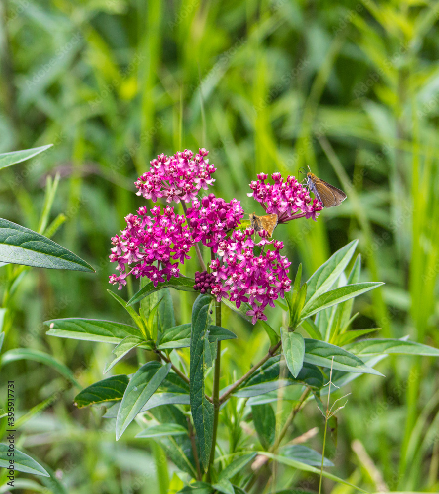 Fototapeta premium Swamp Milkweed with small butterfly feeding on it. The plant is a hardy perennial that gardeners often use to attract butterfly and hummingbirds.