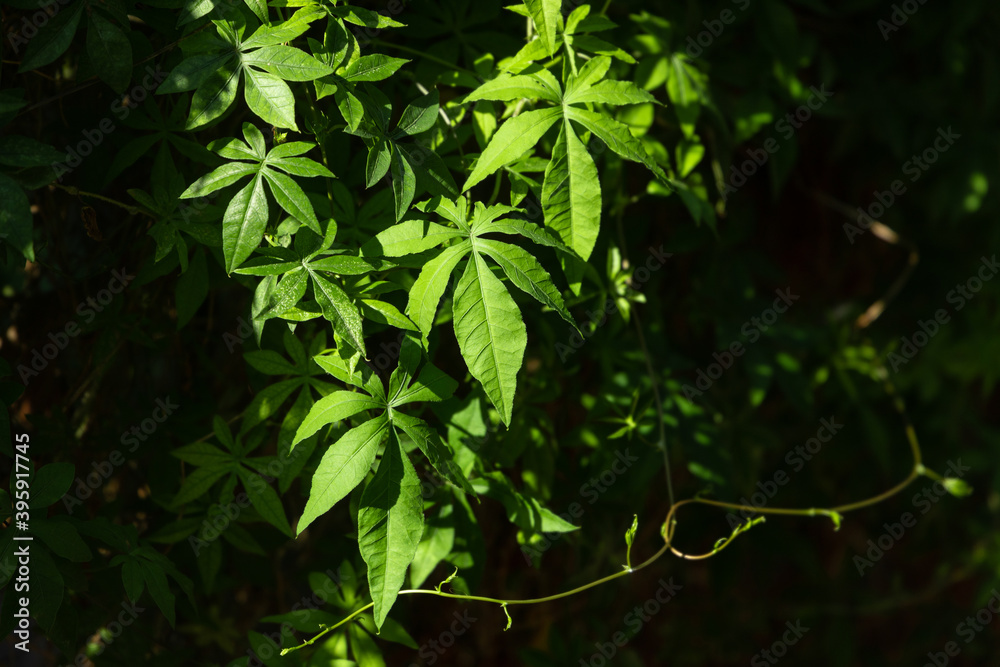 Obraz premium green leaves in the sun background