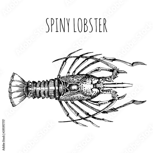 Spiny lobster. Sketch in vintage style for the design of the seafood restaurant menu.