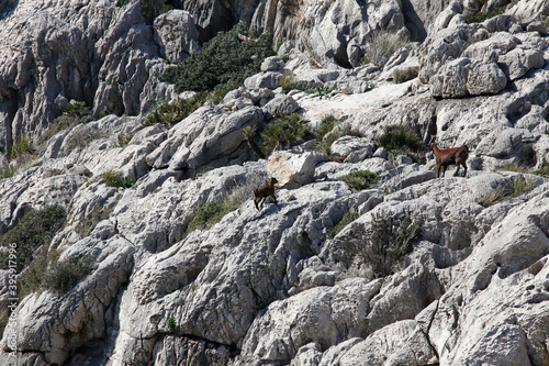 Bergziegen in den Bergen von Pollenca. Serra de Tramuntana,, Mallorca, Spanien, Europa -- Mountain goats in the mountains of Pollenca. Serra de Tramuntana, Balearic Islands, Mallorca, Spain, Europe