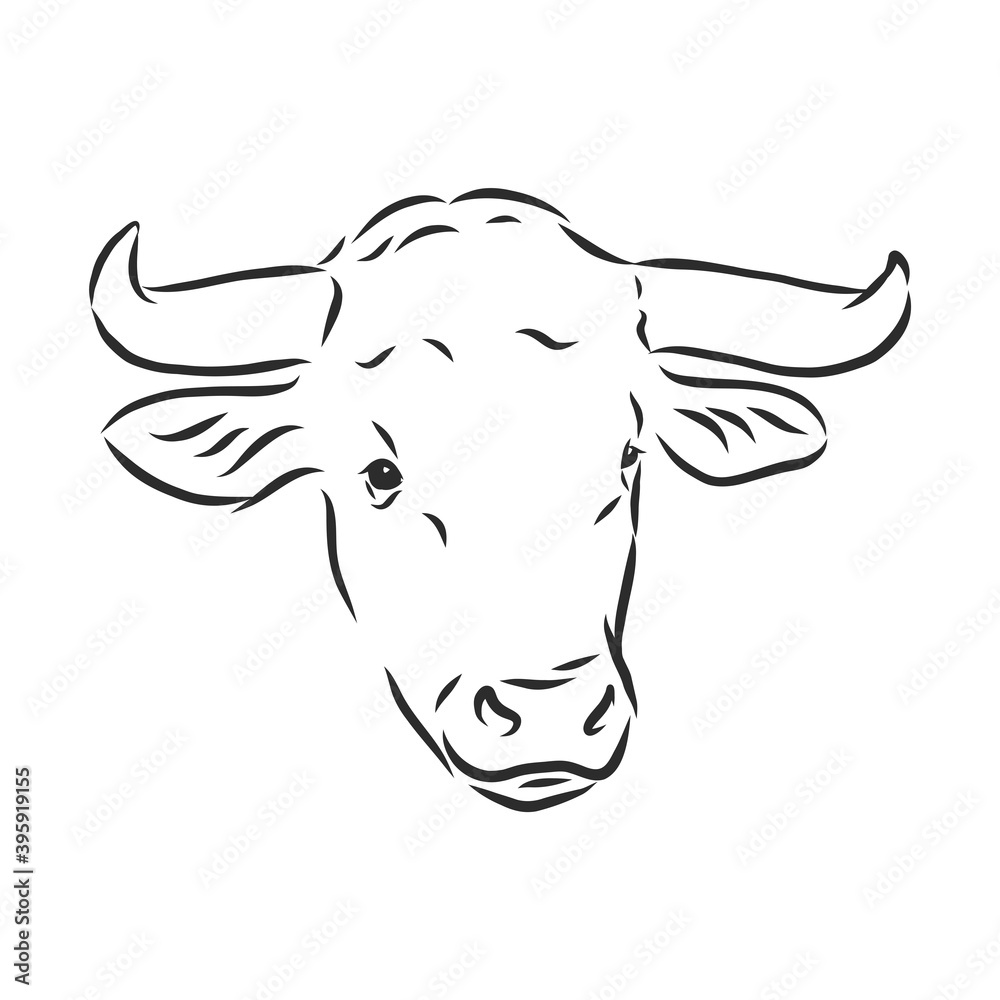 Fototapeta premium black and white linear paint draw bull vector illustration. bull vector sketch illustration