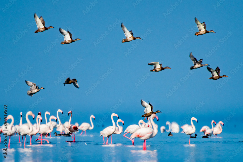 Φωτογραφία MIGRATORY BIRDS IN MIANKALEH WETLAND One of the most important, pristine and beautiful tourist attractions and valuable habitats of migratory birds in Iran