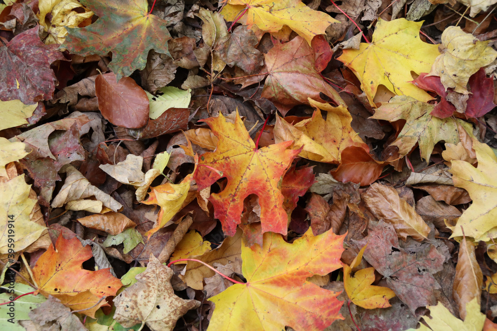 Buntes Herbstlaub auf dem Waldboden Buntes Herbstlaub auf dem Waldboden