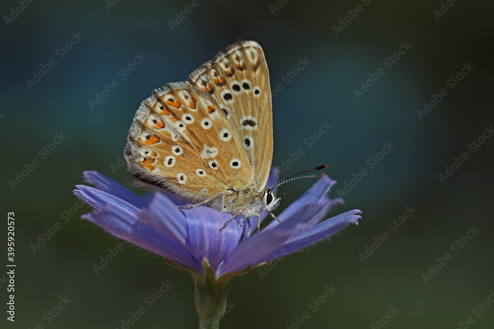 Multi-eyed Anatolian Chilli / Polyommatus ossmar Multi-eyed Anatolian Chilli / Polyommatus ossmar