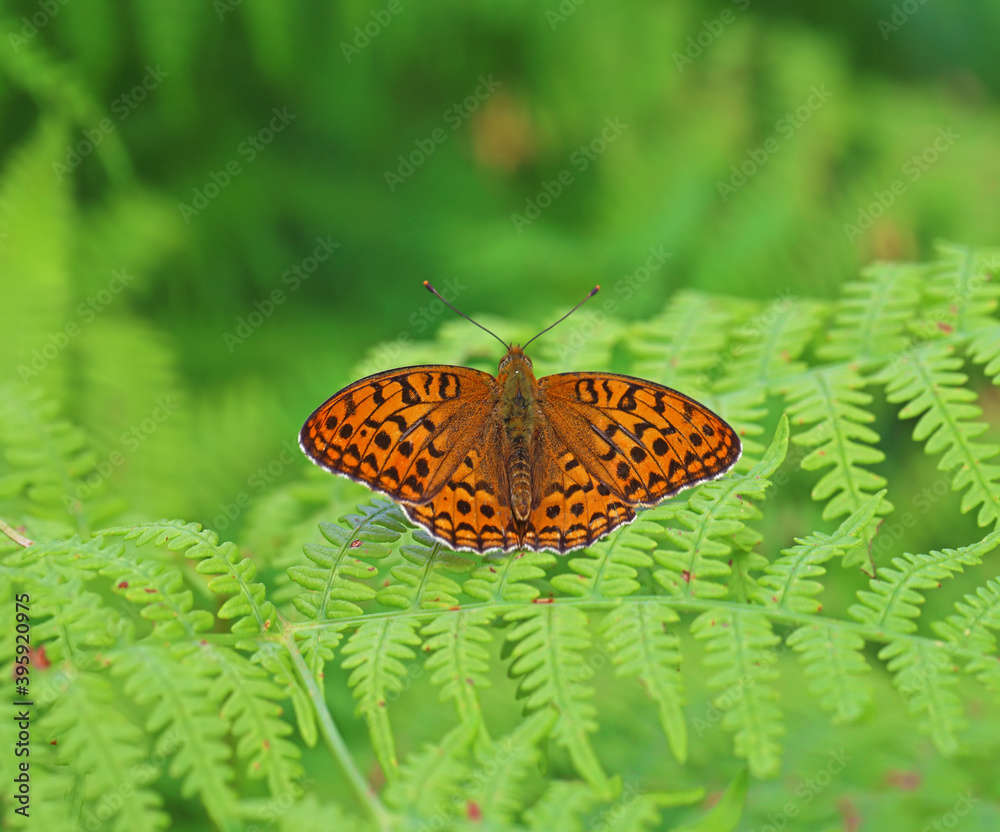 White Pearl butterfly / Boloria euphrosyne White Pearl butterfly / Boloria euphrosyne