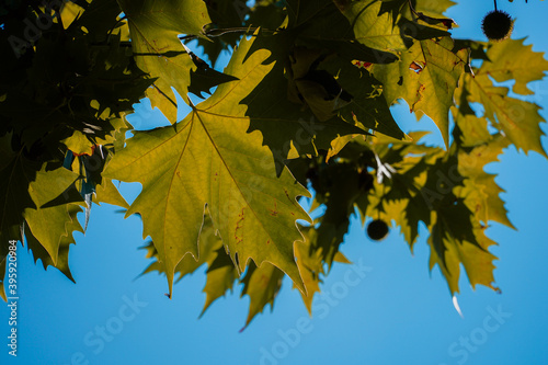 Sycamore leaves with blue sky background and sun reflections