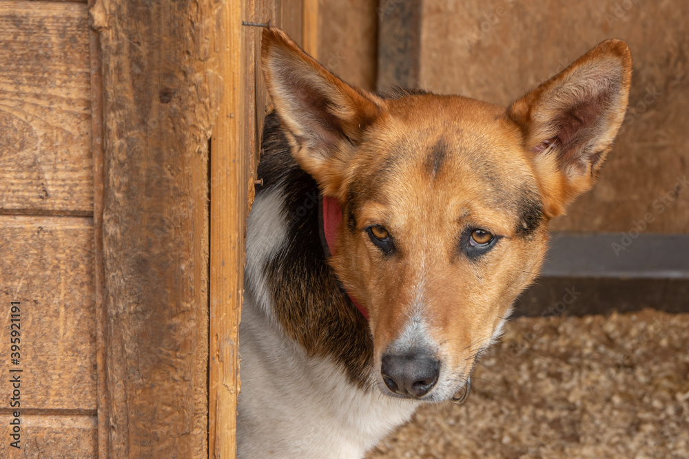 Obraz premium closeup portrait sad homeless abandoned brown dog outdoor