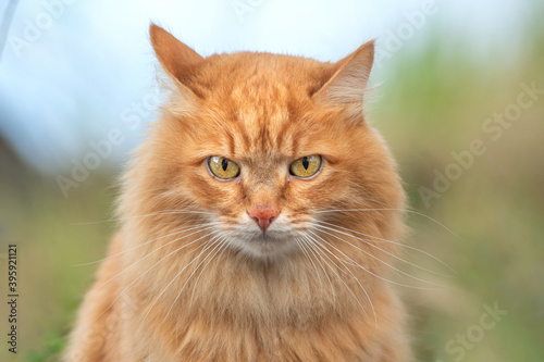 portrait red fur cat in green summer grass with sun glare in blue background