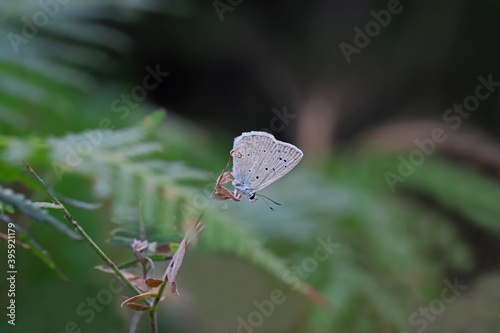 Polygrey Dafnis butterfly / Polyommatus daphnis photo