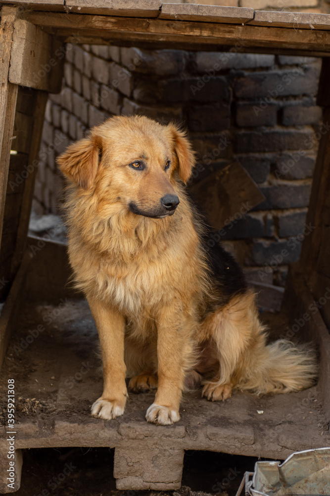 closeup portrait sad homeless abandoned dog in doghouse shelter closeup portrait sad homeless abandoned dog in doghouse shelter