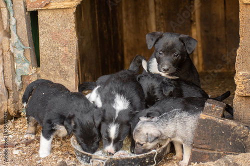 closeup portrait sad homeless abandoned colored black puppies dogs outdoor