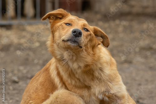 Wallpaper Mural closeup portrait sad homeless abandoned brown dog outdoor Torontodigital.ca