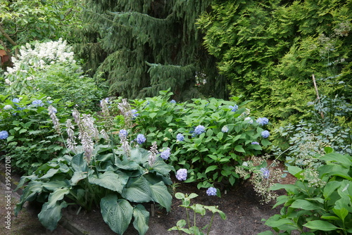 Funkien im Schattengarten und Botanischer Garten als Traumgarten und märchenhaften Park photo