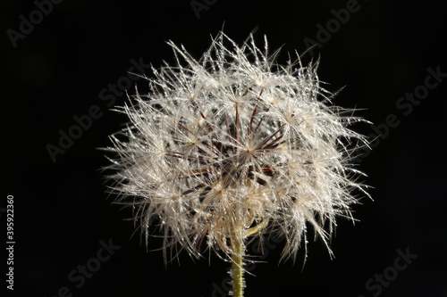 Dandelion seeds in nature. Nature background.