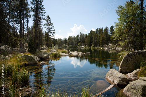 Fototapeta Naklejka Na Ścianę i Meble -  Paisaje horizontal de bosque de avetos con lago.