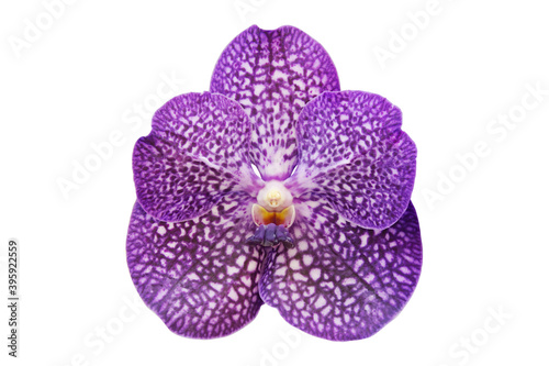 Violet Vanda Orchid Flower Isolated on White Background