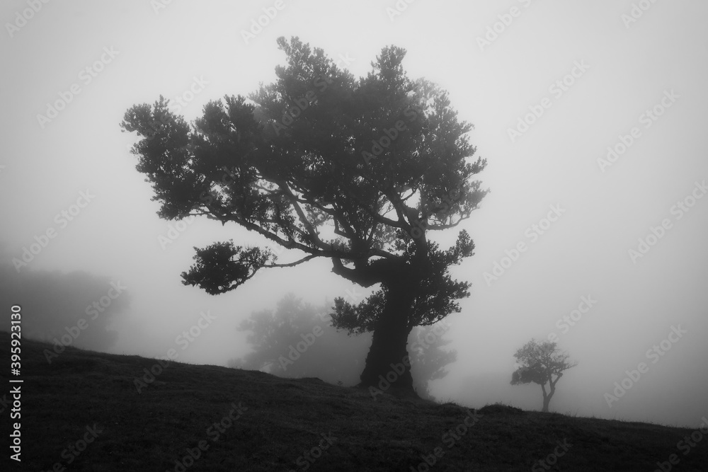 Black and white image of misty laurisilva forest area Vereda do Fanal on Madeira island with Til ancient trees Black and white image of misty laurisilva forest area Vereda do Fanal on Madeira island with Til ancient trees