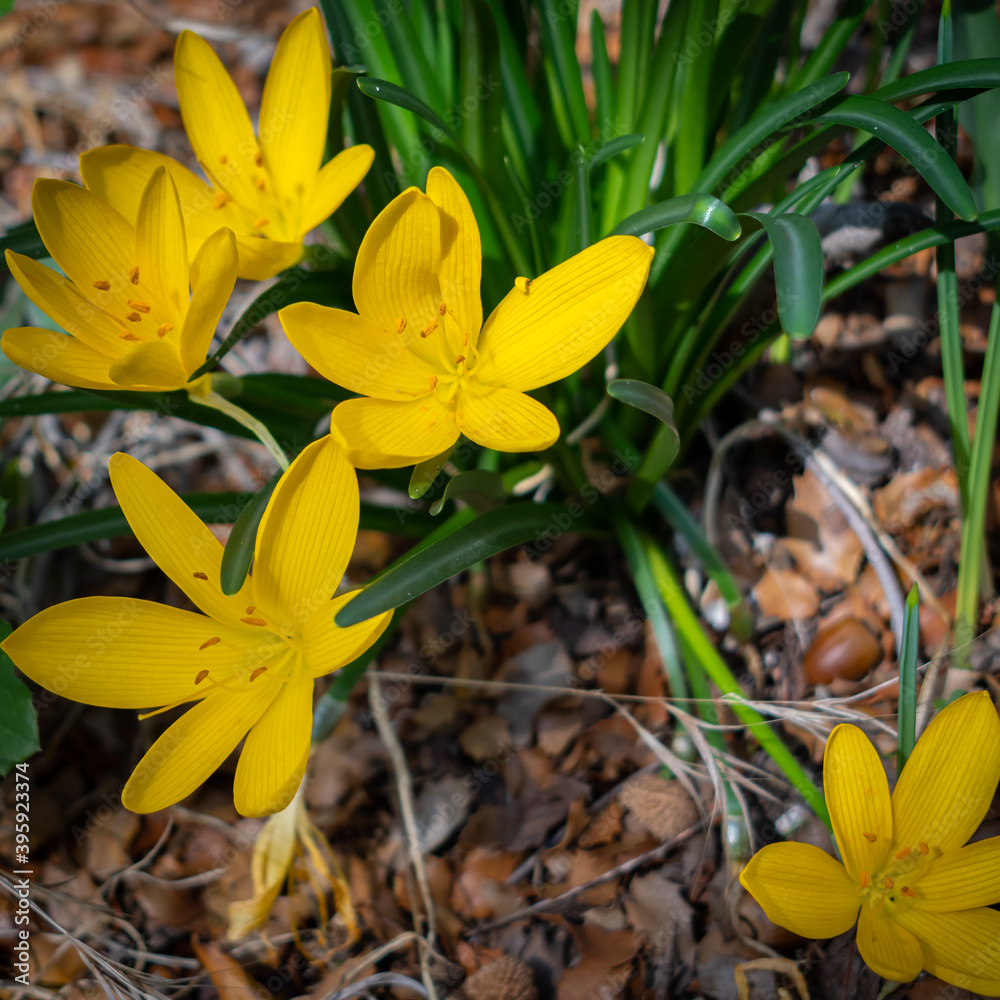 Sternbergia lutea (the autumn daffodil, lily of the field, yellow autumn crocus) flowers Sternbergia lutea (the autumn daffodil, lily of the field, yellow autumn crocus) flowers