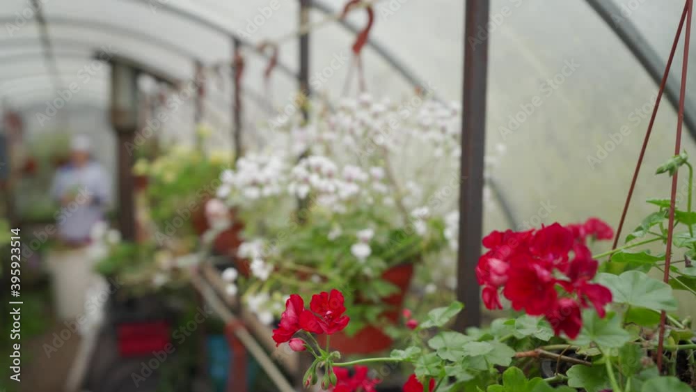 Woman gardener work in plant and flower greenhouse care for flowers preparing greenhouse for winter. Woman gardener work in plant and flower greenhouse care for flowers preparing greenhouse for winter.