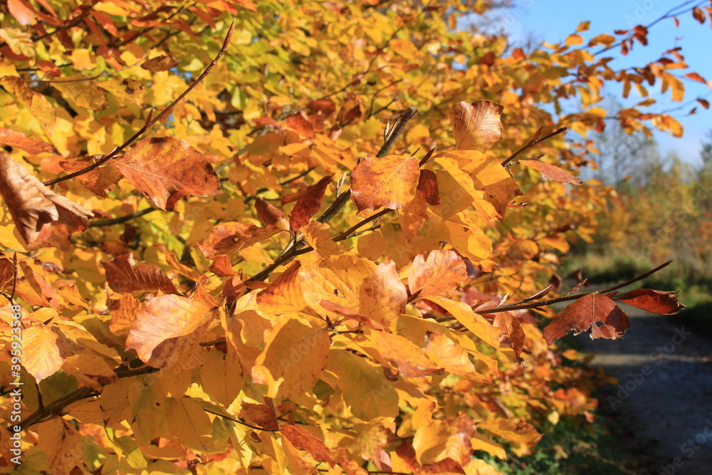 Fototapeta premium autumn moments of Germany Europe