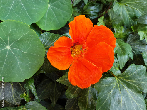 Close up of orange nasturtium or tropaeolum majus flowers.