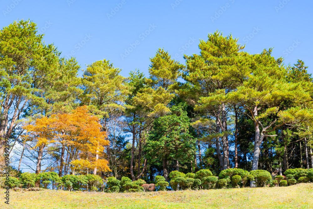 秋の恩賜箱根公園の風景