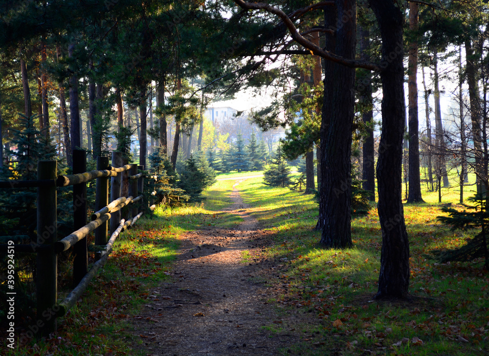Fototapeta premium forest landscape