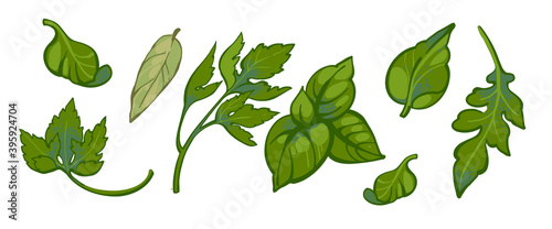 Set of hand drawn parsley, basil, arugula and bay leaves. Colored vector illustration of greenery in doodle style isolated on white background. Healthy herbs collection.