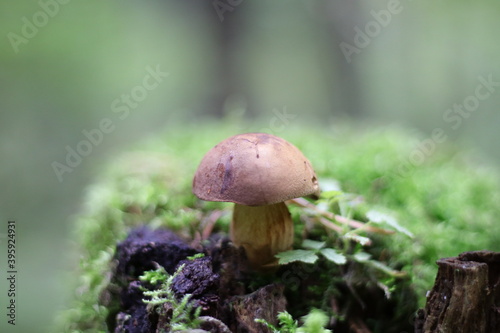forest mushrooms