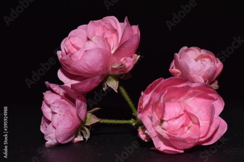 pink roses 