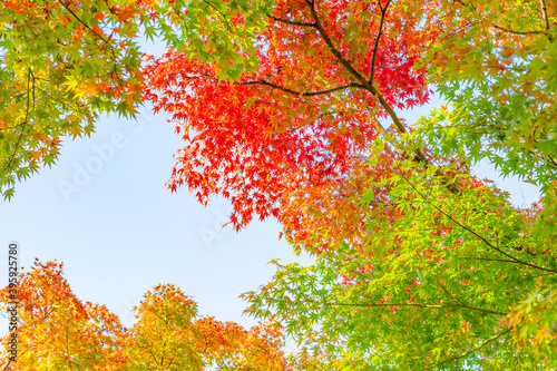 Wallpaper Mural 箱根美術館の紅葉 Torontodigital.ca