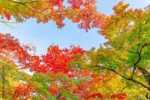Wallpaper Mural 箱根美術館の紅葉　神奈川県箱根強羅 Torontodigital.ca