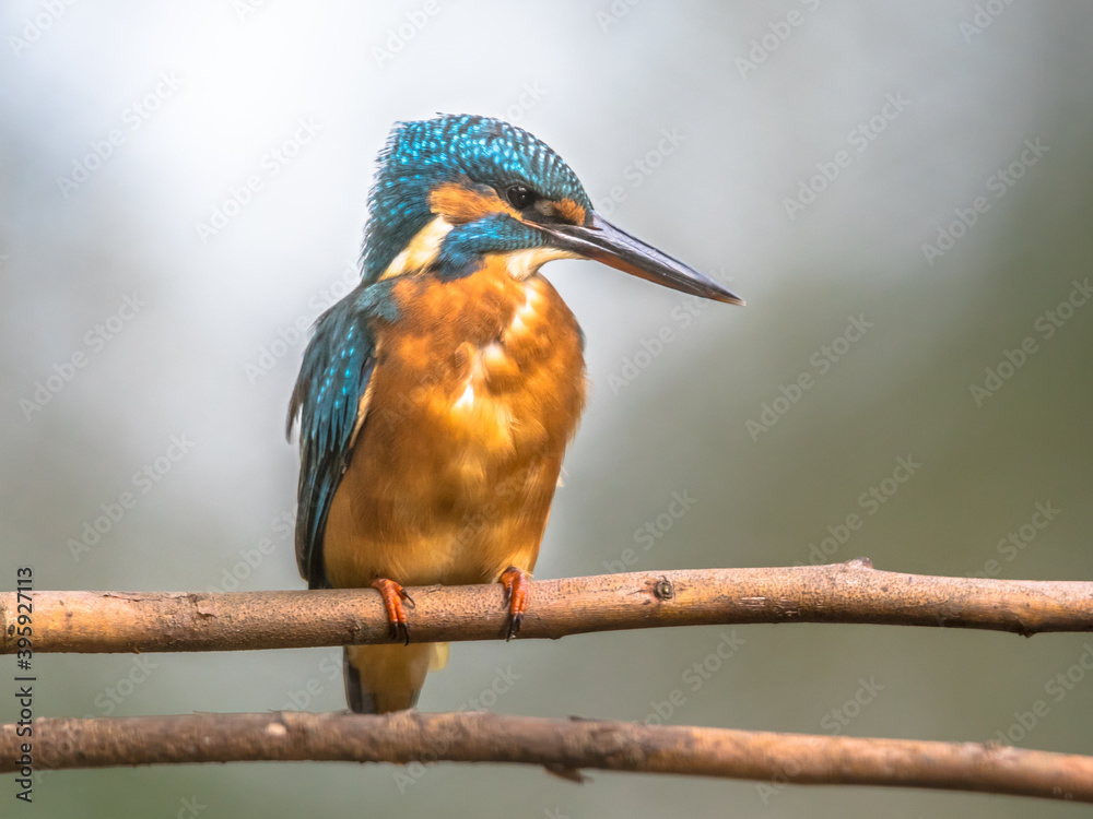 Fototapeta premium European kingfisher perched on branch with colorful background