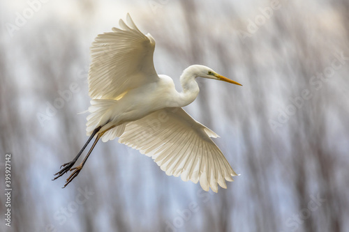 Great white Egret flying