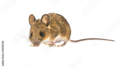 Guilty looking mouse isolated on white background © creativenature.nl