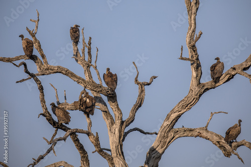 Group of White backed vultures perched in tree photo