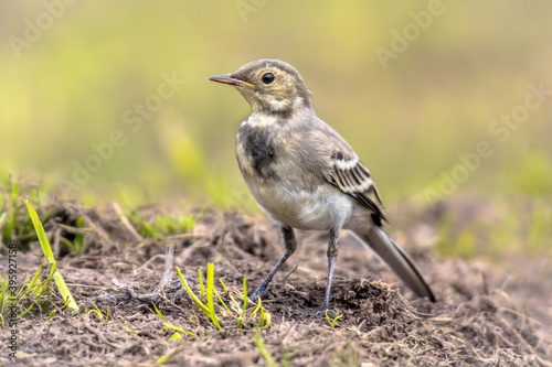 Juvenile White wagtail in field