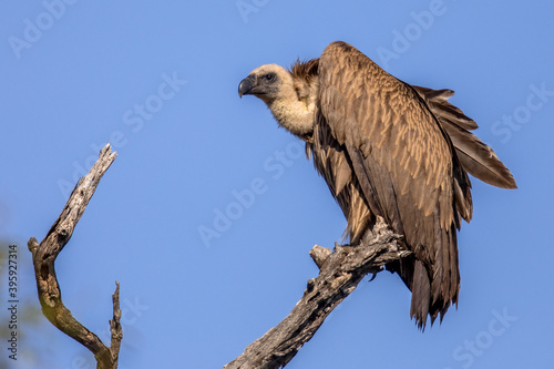 White backed vulture photo