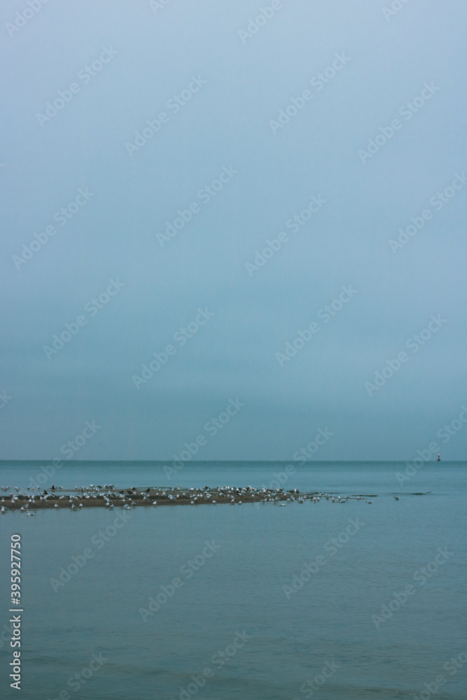 Möwen an einem trüber Herbstmorgen am Ostseestrand in Laboe / 2020 Möwen an einem trüber Herbstmorgen am Ostseestrand in Laboe / 2020